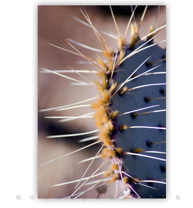 Art Photography, Purple Cactus, Arizona Art, Southwest USA Nature, 8x12