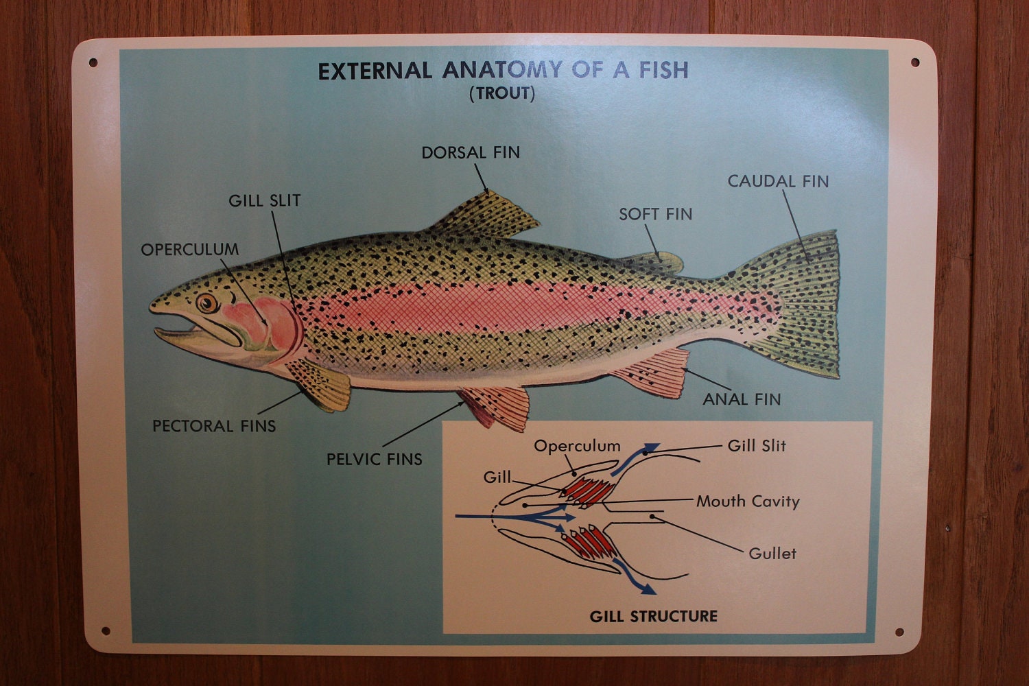 Trout Fish Anatomy Vintage School Science by PythagorasPlace