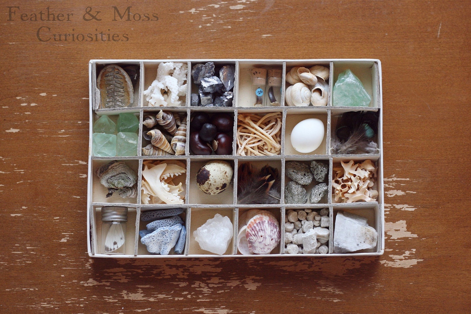 Box of natural history curiosities.  Minerals, mink bones, eggs, coral, shells, fossils.