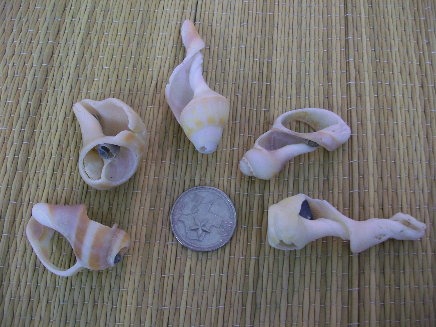 Broken+Seashell+Crafts Broken Seashell Crafts http://www.etsy.com/listing/114713450/natural ...