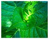 Plant Photography - Nature Photography green plant insects macro wall art home decor - 8x10 print "The Perfect Green"