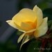 Yellow Rose of Texas - soft sweet bud of pale chiffon - lit up like a sunrise - photograph 8x8
