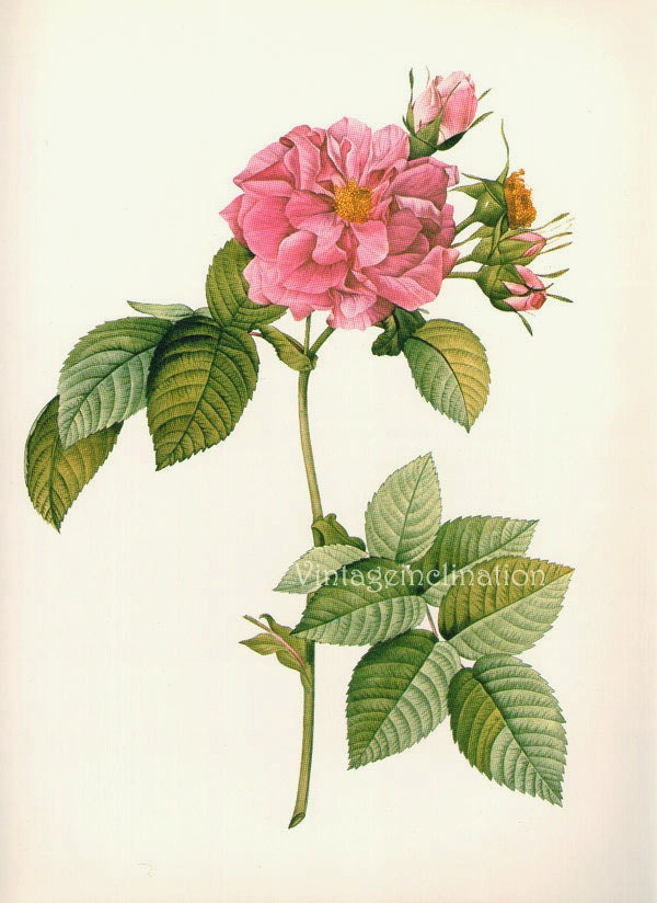 Vintage Print THORNLESS ROSE Plate LARGE, old Redoute botanical flowers decorative bookplate print wall art