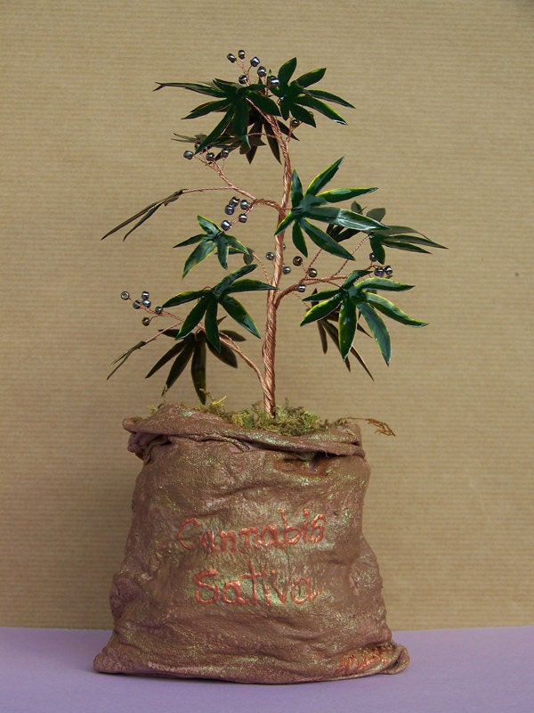 sativa tree