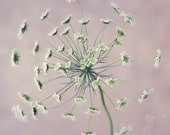 Abstract Fine Art Photograph, Queen's Anne Lace, Macro, Dining Room Art, Garden, Pinkish, Green, White, Shabby Chic Art, Square 8x8 Print