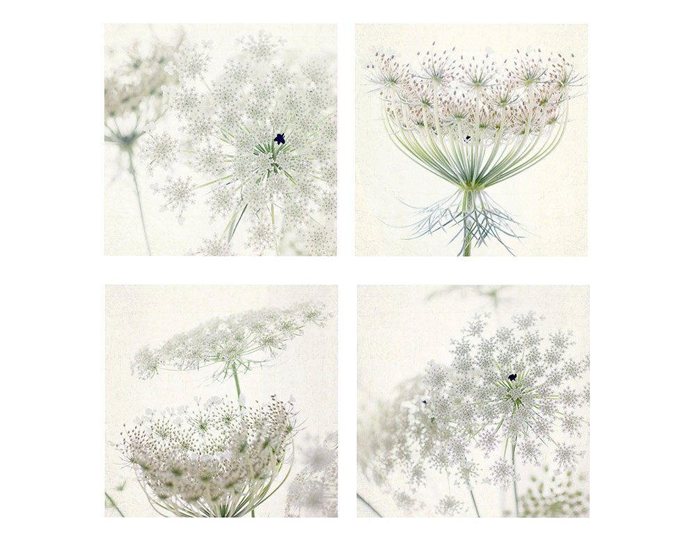 Four Queen Anne's Lace Photographs, White Floral Art Print, Still Life Wall Decor, Botanical Print, Shabby Chic