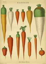 Cavallini Garden Carrot Paper