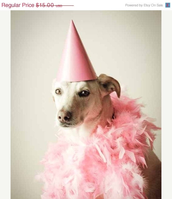4th of July Sale Party Girl. whimsical pink dog photography . pet portrait . art for childs room . nursery decor . rescue dog . shelter dog