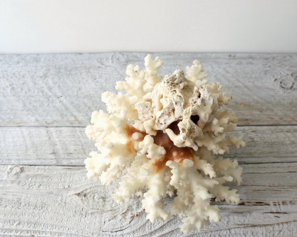 Vintage Chunk of Ivory Coral