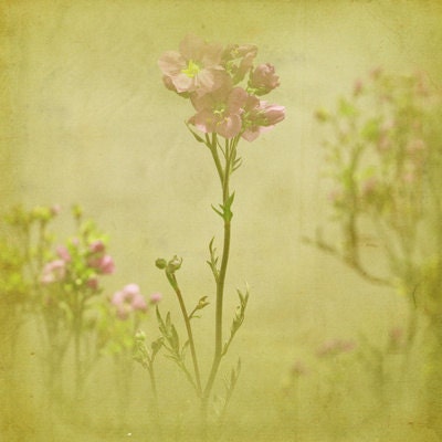She's Lovely 8x8 Print
