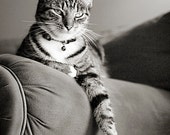 Cat Print, Fine Art Pet Photography, 5x7 Print of Tabby Cat - stephaniemoon
