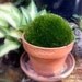 Large Mood moss for a 6-7 inch terra Cotta pot-Terrarium Moss-Live Moss