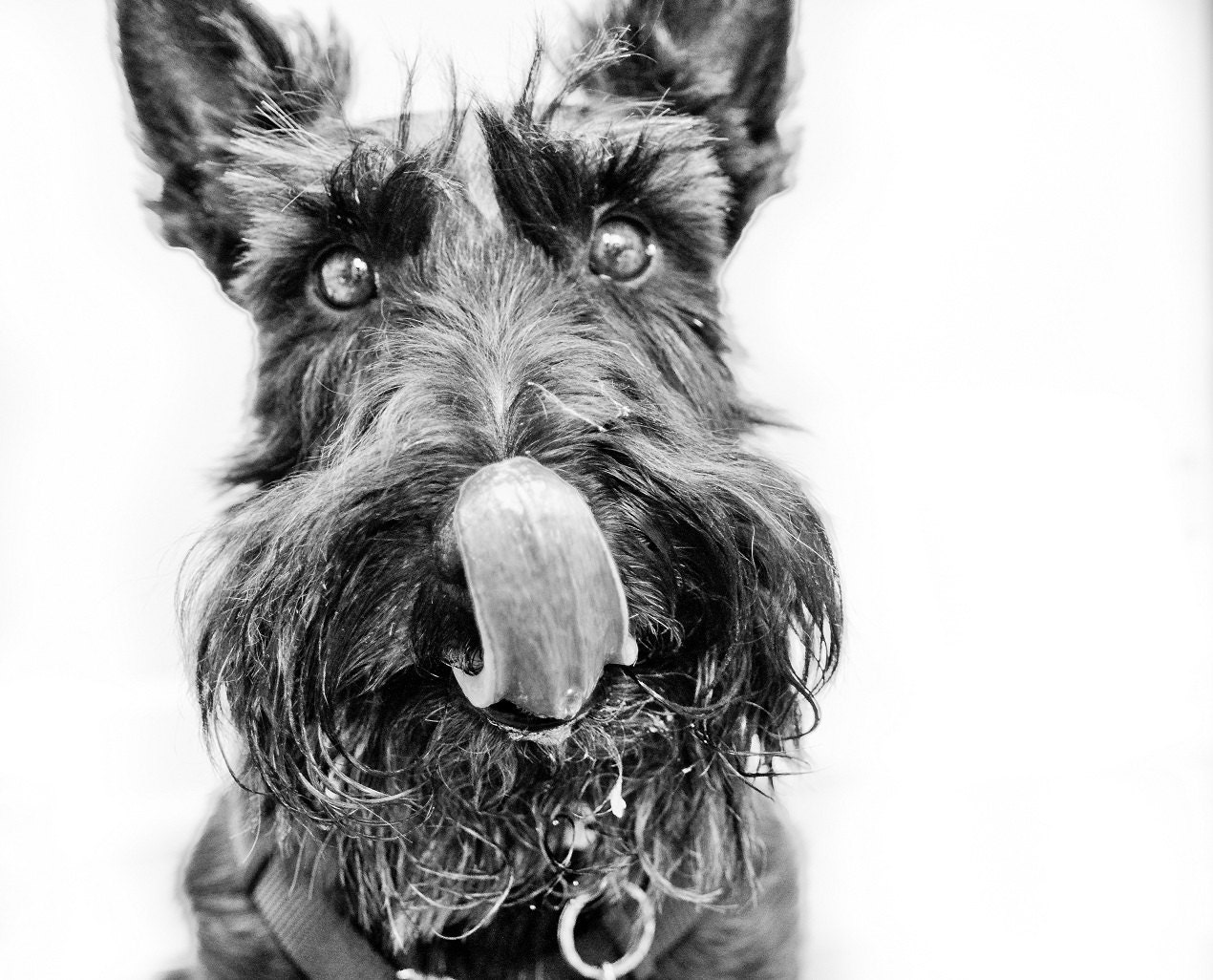 Black Scottish Terrier Lick- 5 X 7 Photography Print - Dog Art Nursery Decor Tongue Licking Black White