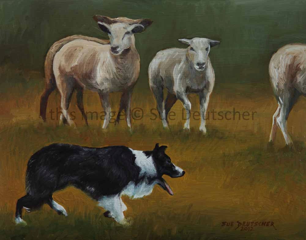Border Collie Herding Sheep (Works in a Tux) - 8x10 print