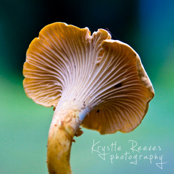 SALE Chanterelle Season 5x5 print