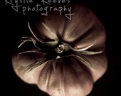 SALE Heirloom Tomato - 8x8 Fine Art Photograph
