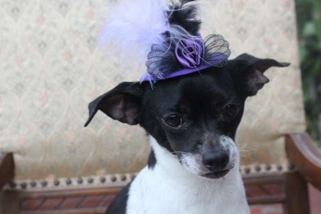 Cute  purple   color  mini  hat with   feather and   flowers for dog or cat