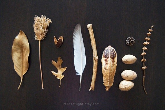 Brown and Gold N1. 8x10. Fine Art Photographic Natural History Print. Minimal simple style. Natural Home Decor. Indoor garden botanical