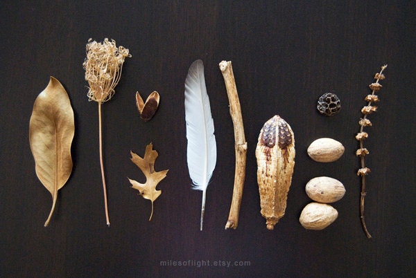 Brown and Gold N1. 8x10. Fine Art Photographic Natural History Print. Minimal simple style. Natural Home Decor. Indoor garden botanical
