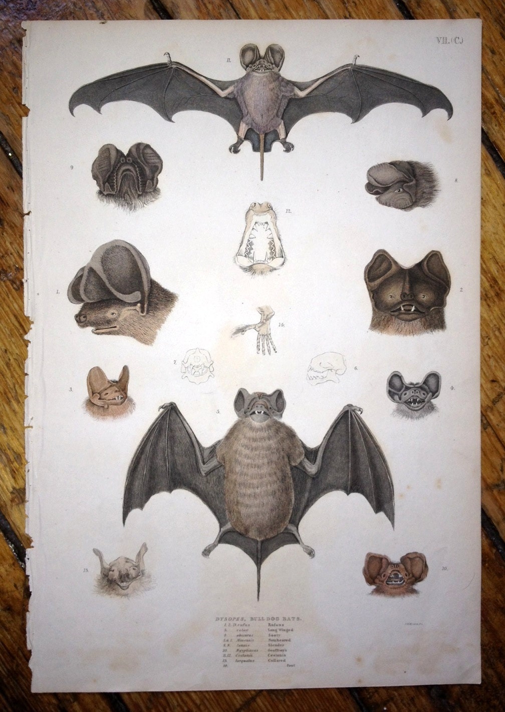 1830 bats vampire original antique halloween engraving print