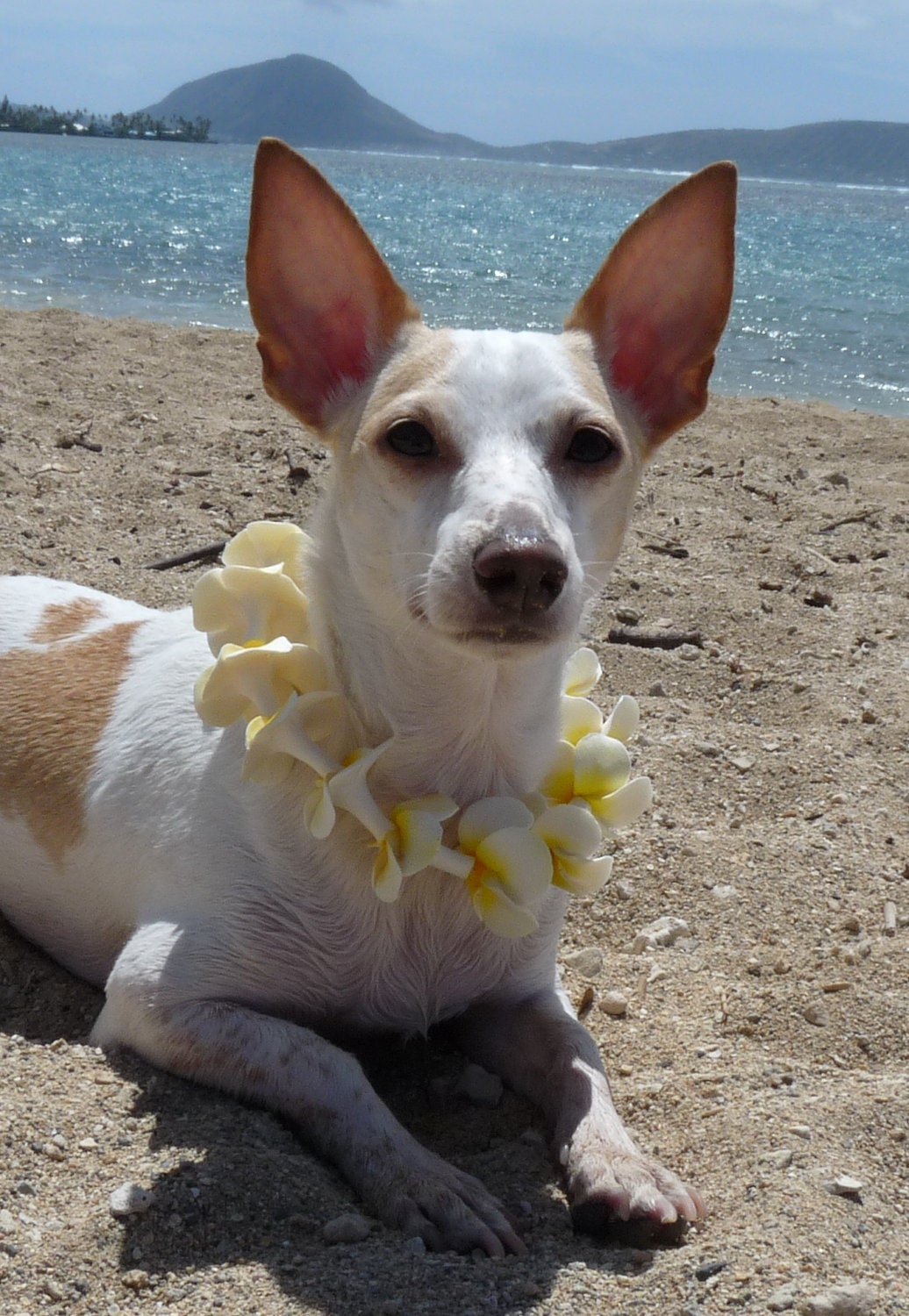 Made to Order Hawaiian Plumeria Pet Lei - (2XL)