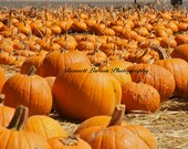 Pumpkin Field Photo -Time to Harvest - Free Shipping - BennettLarsonPhotos