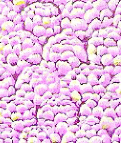 Westminster Kaffe Fassett Artichokes GP07 Pastel FAT QUARTER Preorder