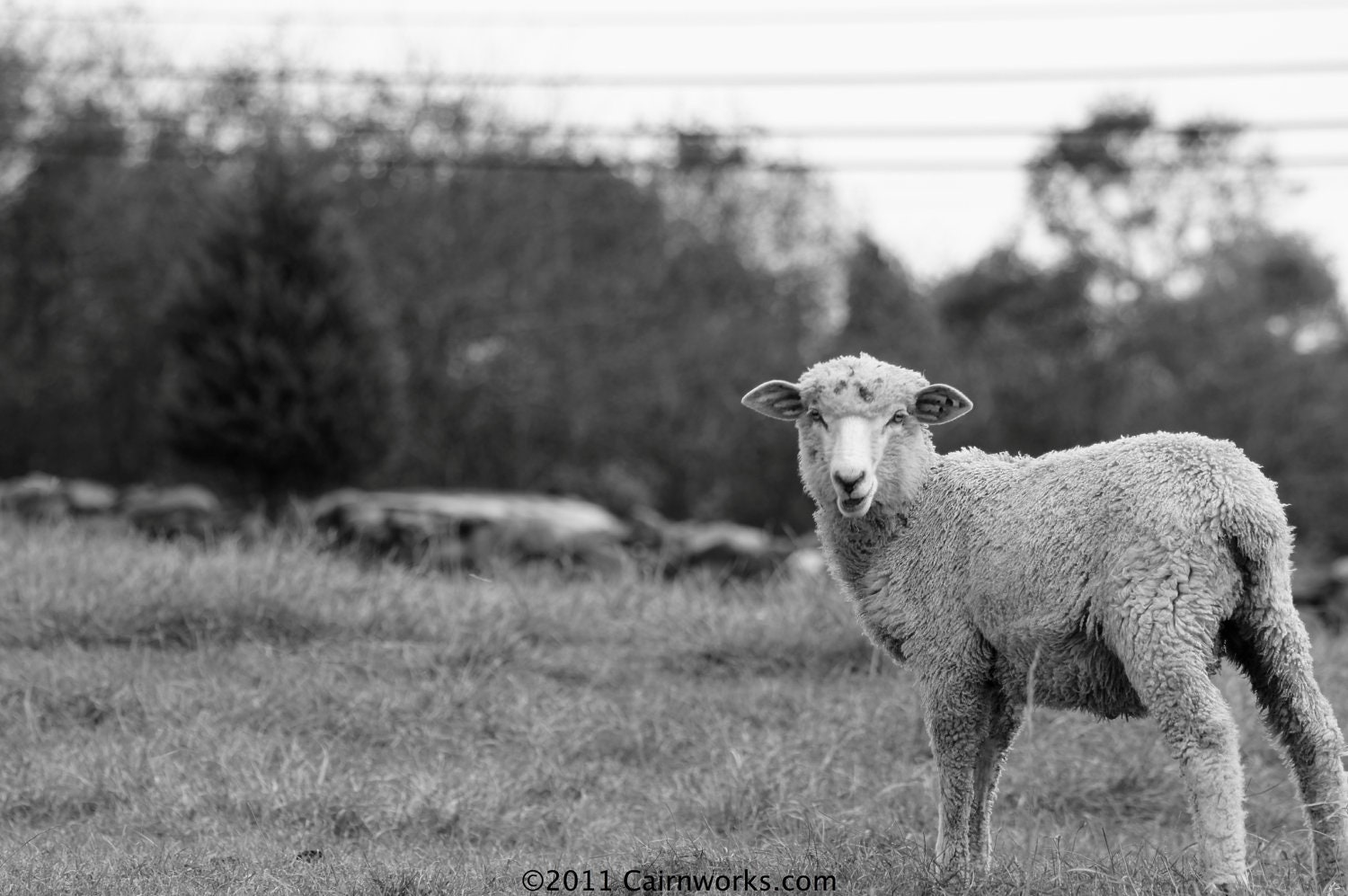 Martha's Vineyard  Allen Farm Lamb - Up Island/Chilmark
