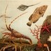 1900s Gorgeous AQUARIUM lithograph, Medusa, ray, lobster, crab, starfish, fish, squid, aquatic plants, shells. Antique fine print