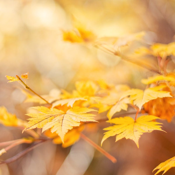 Autumn photography - yellow golden orange brown tree photography - fine art photography print - maple leaves nature photograph - photographybykarina