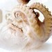 Sea Witch Octopus Specimen In Crystal Science Beaker
