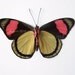 Real Butterfly Specimen, Unmounted, Ready Spread, The Painted Beauty