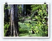 Louisiana swamp photography, cypress tree photo, swamp,emerald green, bathroom decor, home decor, fine art