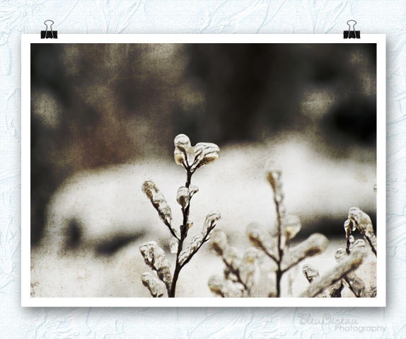 Ice photography, frozen flowers, texture, nature, landscape, 8x10