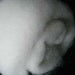 Natural White Alpaca Batt- 3 ounces