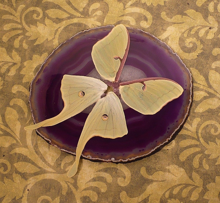Real Luna Moth Wings