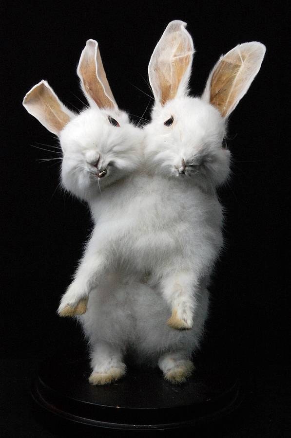 taxidermy of 2 headed rabbit made by 2 Real by lovefuture on Etsy