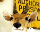 Vintage Taxidermy African Bushbuck Shoulder Mount