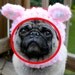 Dog Hat - Yoda / Made To Order