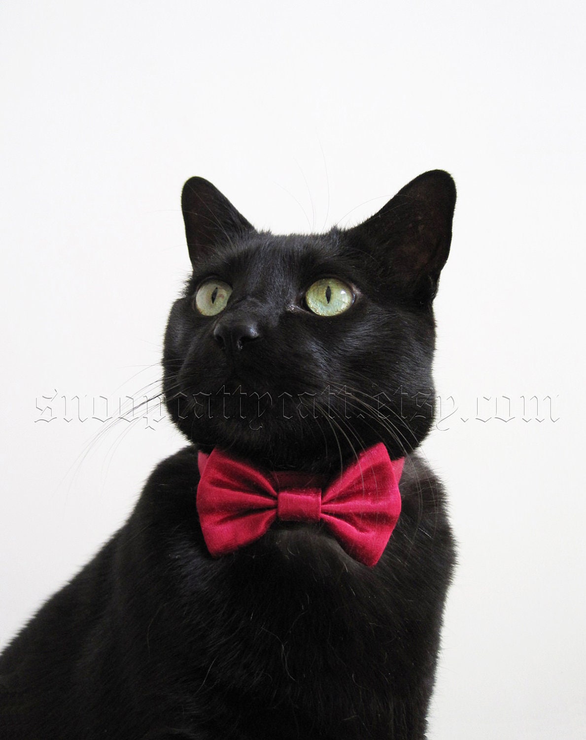 Cat Bow Tie - Choose Your Own (Solid Satins)
