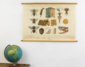 Vintage School Chart, On the Heath, Bee and Snake