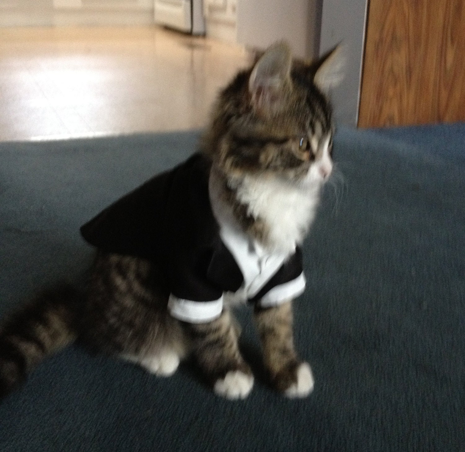 Custom Cat/  Dog Wedding Tuxedos
