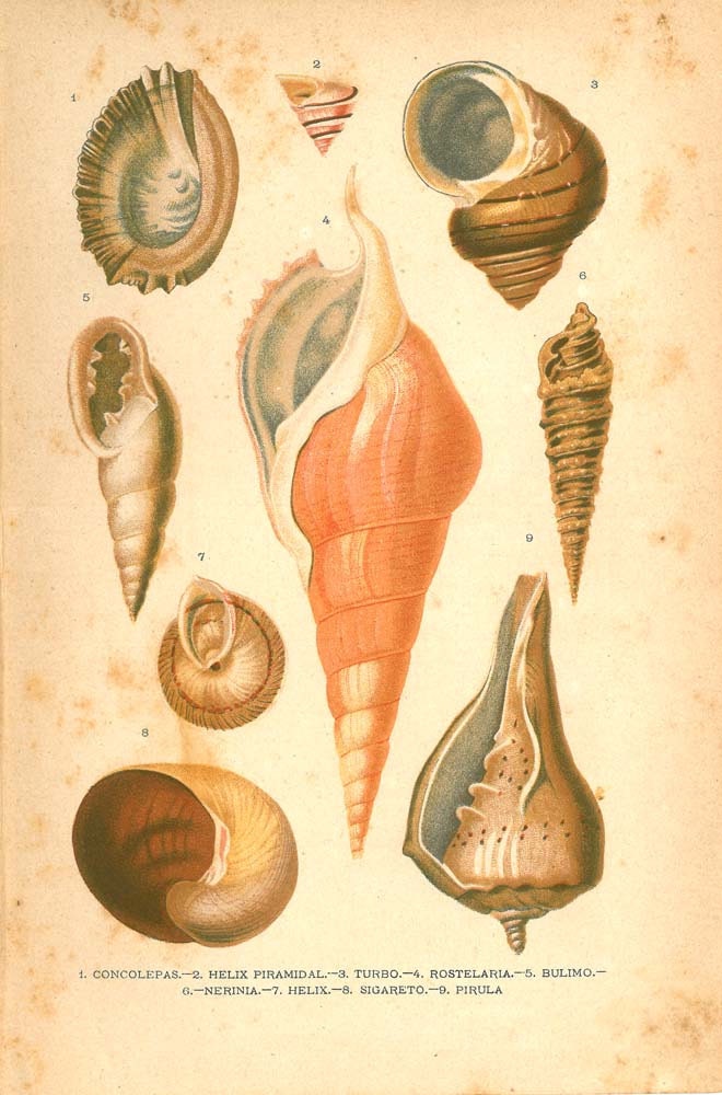 RESERVED 1920 Mollusks Print, Antique Natural History Lithograph Conchs Marine Gastropods