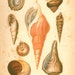 RESERVED 1920 Mollusks Print, Antique Natural History Lithograph Conchs Marine Gastropods