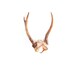 Vintage Deer Antlers