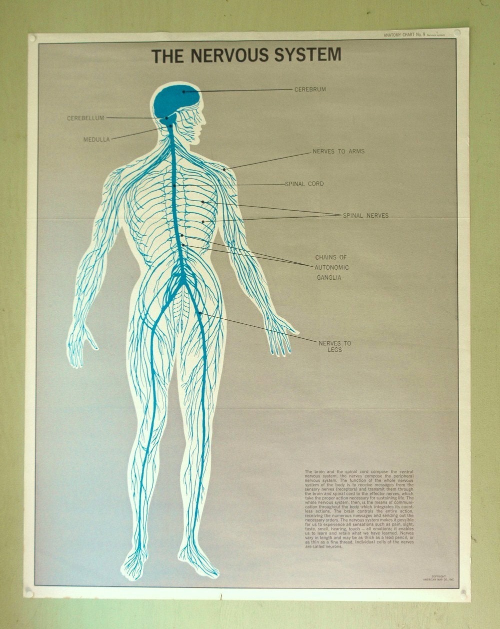 Vintage Anatomical Chart - Mid Century Illustrated Anatomy Poster
