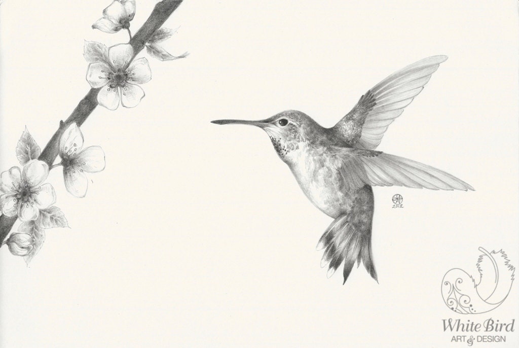 ORIGINAL ART: Highly Detailed Biological Art - Hummingbird (A4 size, Graphite Sketches)