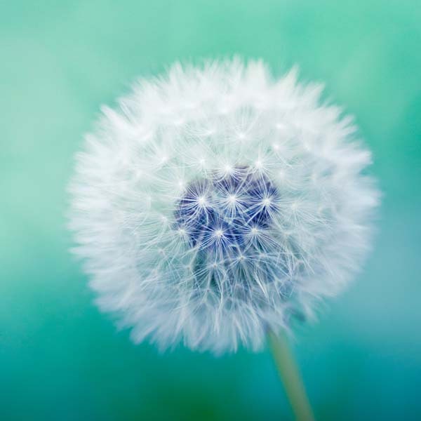 Dandelion photography -  5x5  inch fine art photography print - blue green teal spring macro print whimsical pastel dandy