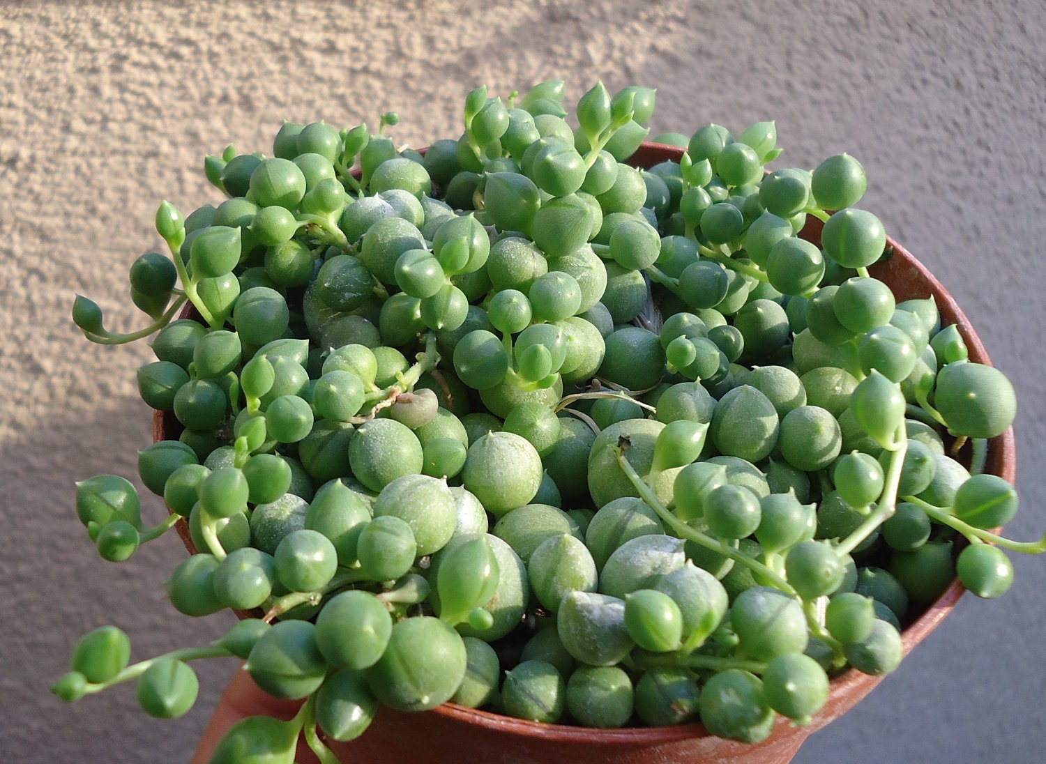 Large String of Pearls Succulent-Senecio Rowleyanus