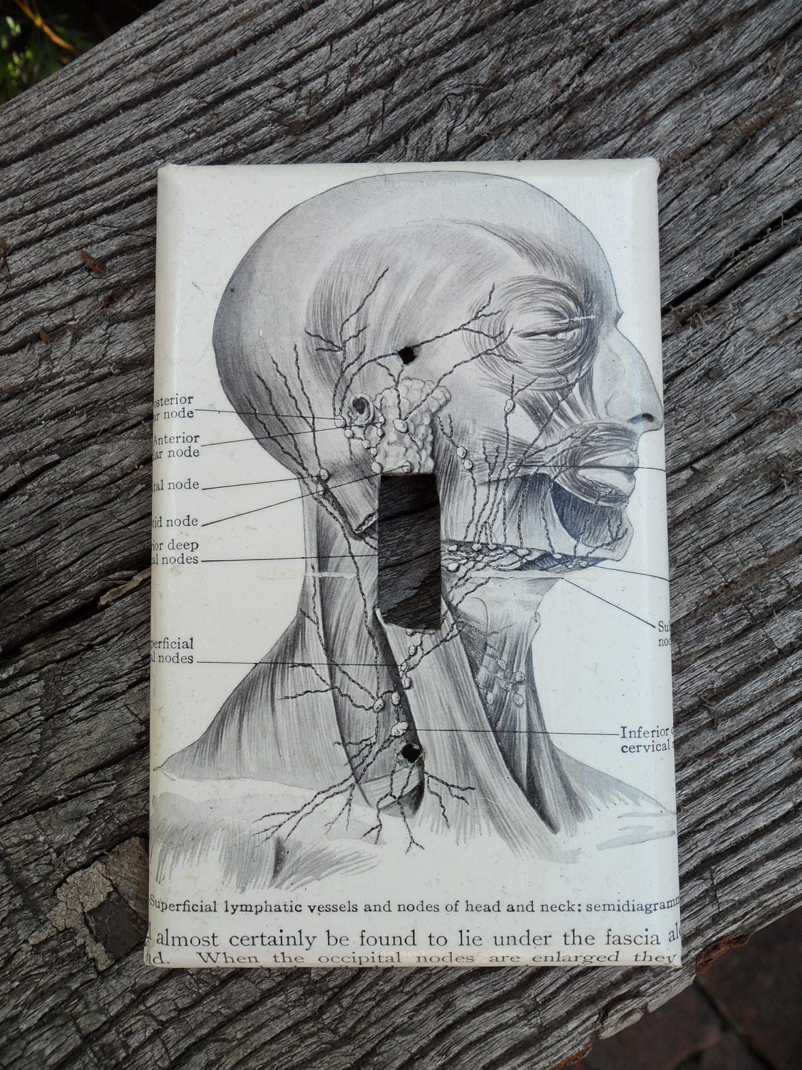 Nodes of the Head and Neck Lightswitch plate, Vintage Surgical Guide